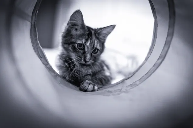 tsat vaiting for rats preuzmi