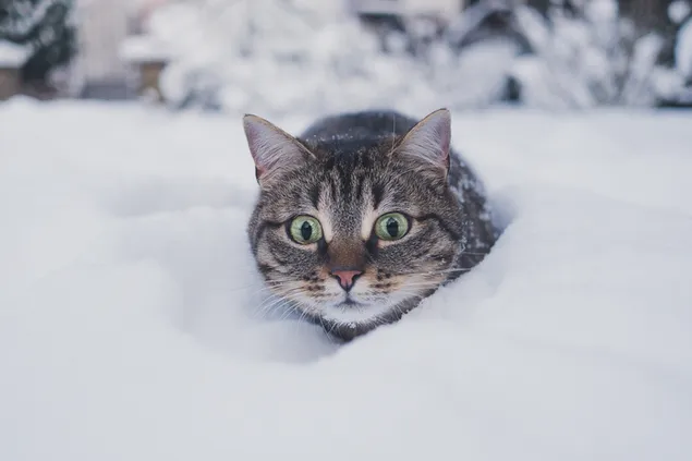 Kucing berjalan di salju unduhan