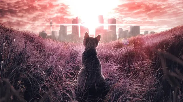 Cat Watch Sun Rise 4K טפט