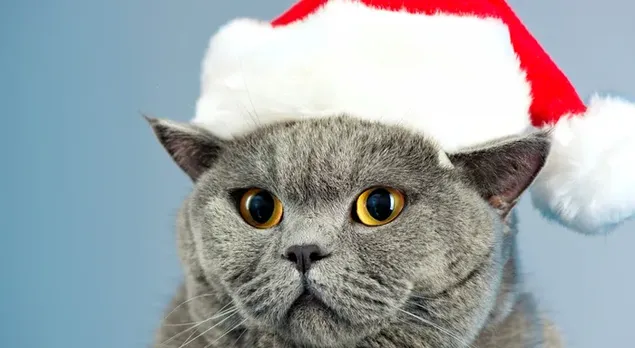 Kucing dengan topi Santa 2K kertas dinding