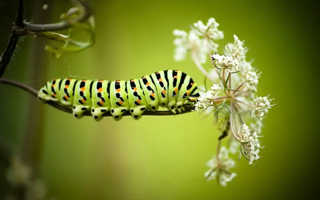 Caterpillar op witte bloemtak 2K achtergrond