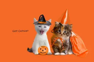 Macskák Halloween maskara HD háttérkép