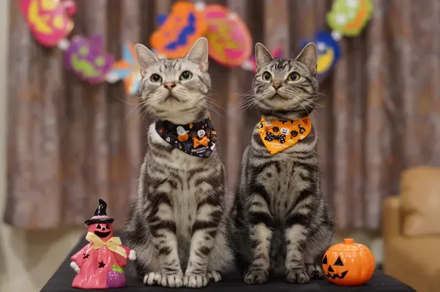 Cats With Jack-o'-lantern 4K wallpaper