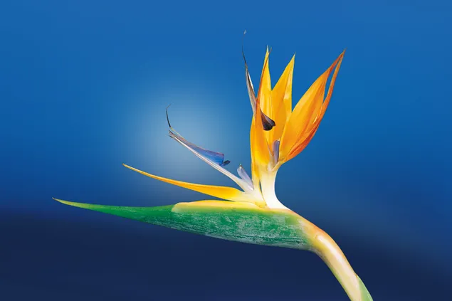 Caudata-Blumenparadiesvogel