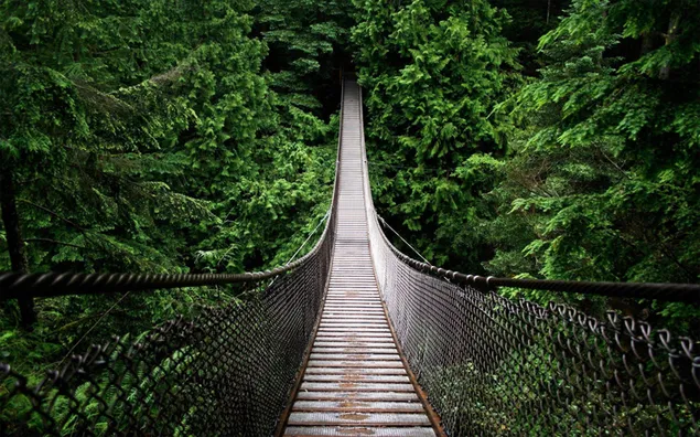 Cây cầu treo gỗ chạy qua rừng cây xanh