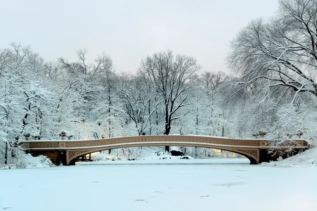 Central Park dengan pepohonan dan jembatan yang tertutup salju 4K wallpaper