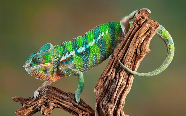 Chameleon on tree branch