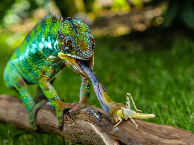 Chameleon tounge shot tải xuống