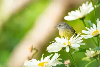 Kamille en Vogel 2K achtergrond