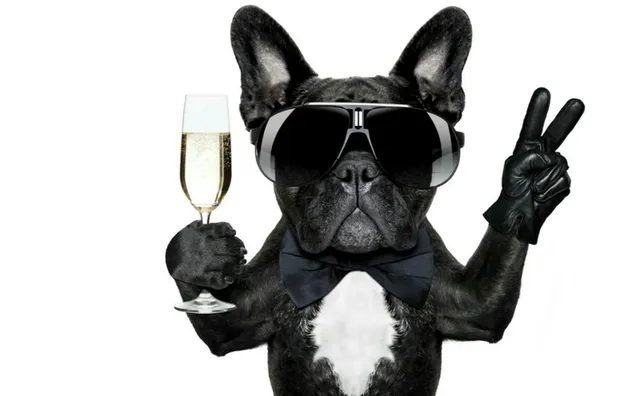 Champagner, Hunderasse, Schnauze, Brillen, französische Bulldogge HD Hintergrundbild