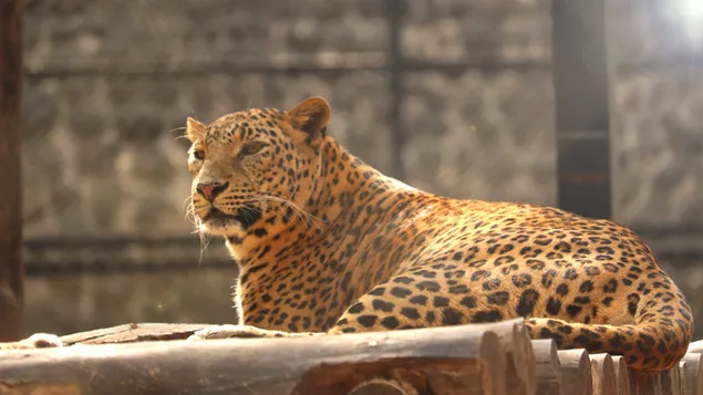 gepard sugavas mottes allalaadimine