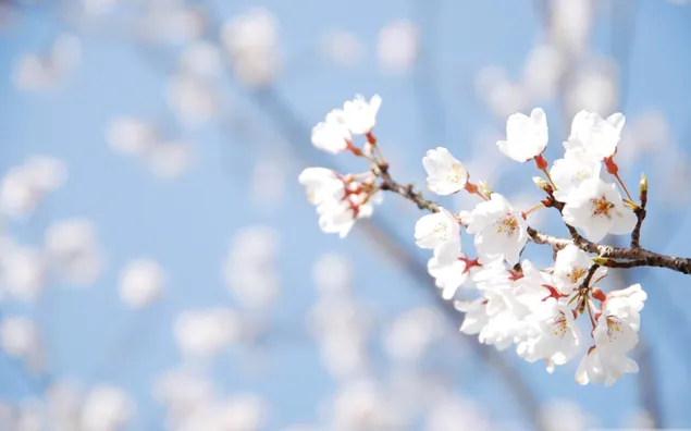 Arbol de flor de cereza 2K fondo de pantalla