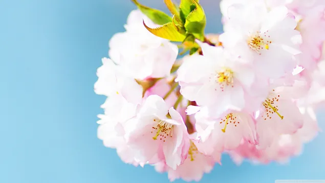 La flor de cerezo con su belleza encantadora, el presagio de la primavera recién brotada 2K fondo de pantalla