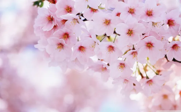 Los cerezos en flor renacen en primavera descargar