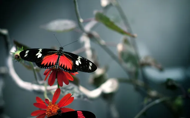 赤い花の上を飛んでいる赤い黒い蝶の背景デフォーカス写真 ダウンロード