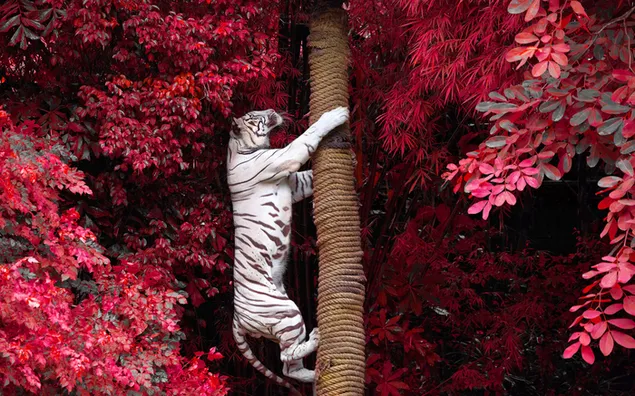 赤い葉で木に登るホワイトタイガー