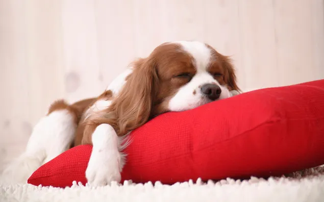 赤い枕で眠っている子犬