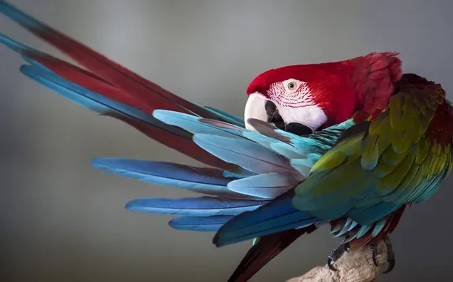 赤、青、緑、白の羽色のコンゴウインコが、焦点が合っていない前に翼を広げてポーズをとる