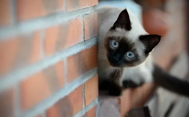 赤レンガの壁の近くにクリーム色と黒青の目のシャム猫