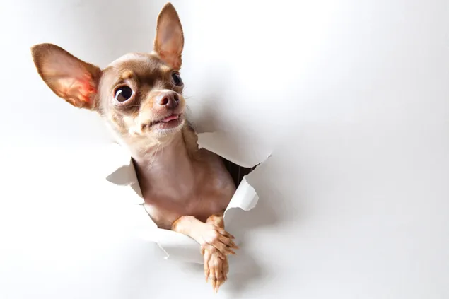 Chihuahua herunterladen