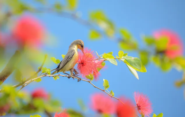 Chim Sẻ Đi Nắng màu tím đang tuốt mật từ một bông hoa đỏ, Singur, Ấn Độ. tải xuống