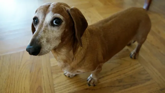 Chó Dachshund Wiener