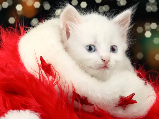 Natal dan Kucing Kecil