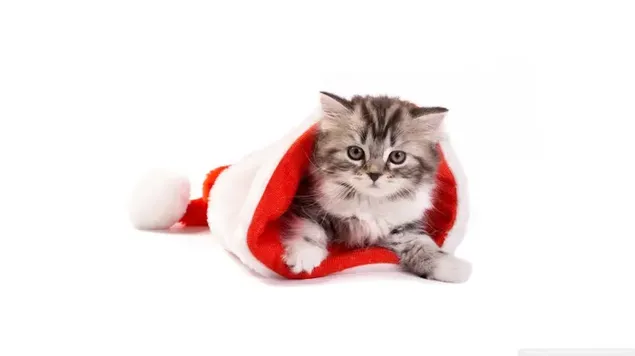 joulukissa ja hanen hattunsa lataa