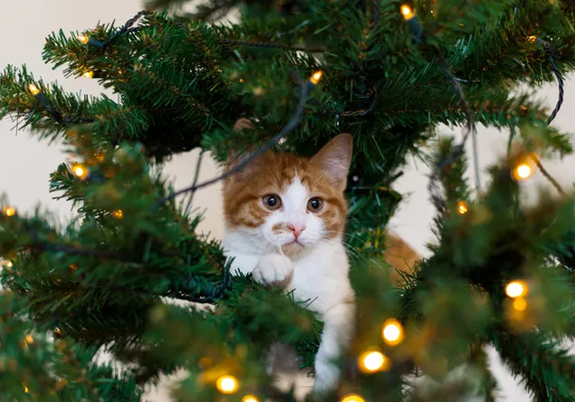 子猫のクリスマスツリー