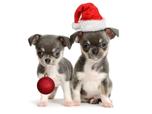 Cute Christmas Puppy Wallpapers on WallpaperDog