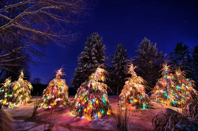 Cây thông noel