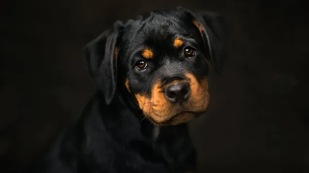 Chú chó con mặt buồn rầu rottweiler tải xuống