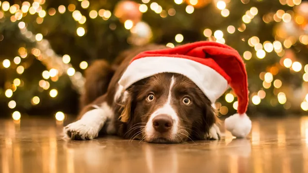 Chúc mừng Pawlidays! từ một chú chó lười biếng của ông già Noel tải xuống