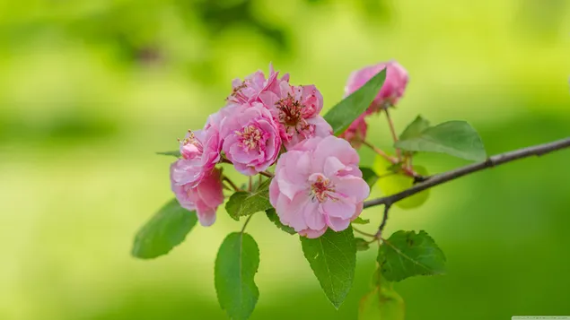 春のピンクの葉と新鮮なピンクの花の緑のぼかしの背景画像