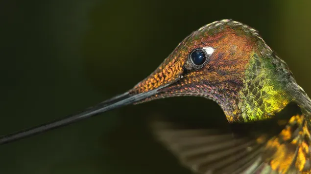 Duidelijke opname van een close-up gefotografeerde vogel met kleurrijke veren voor een donkergroene achtergrond
