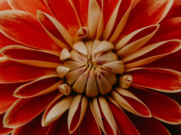 ダリアの花のクローズ アップの美しさ 6K 壁紙