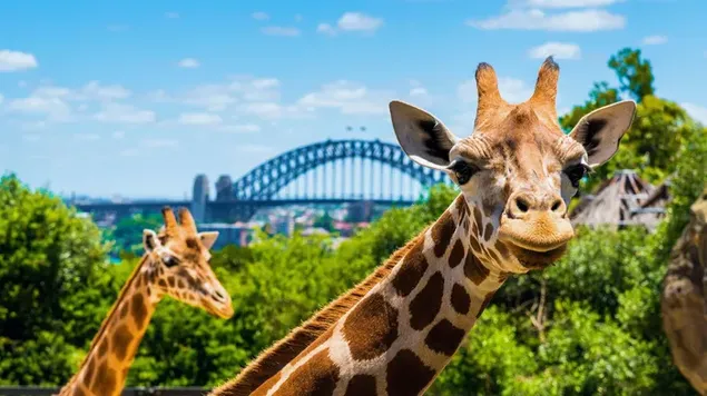 Close-up Giraffe gaze and bridge view in cloudy weather against blurred background of green beautiful trees