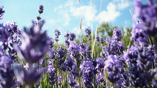 Close-Up Lavender Field