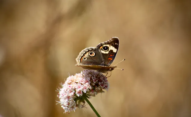Close-up van een vlinder op een roze bloem 4K achtergrond