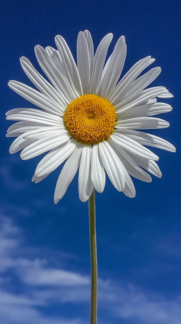 detailny zaber na sedmokrasku na pozadi modrej oblohy stiahnut