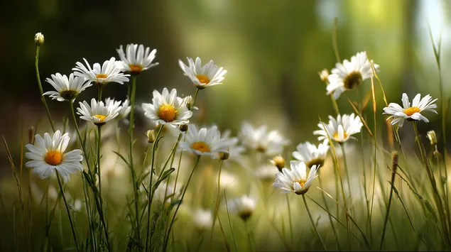 primo piano di margherite in un campo con sfondo naturale morbido e sfocato scarica