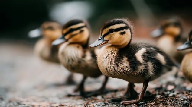 lahivote kohevatest pardipoegadest reas ebatasasel pinnasel allalaadimine