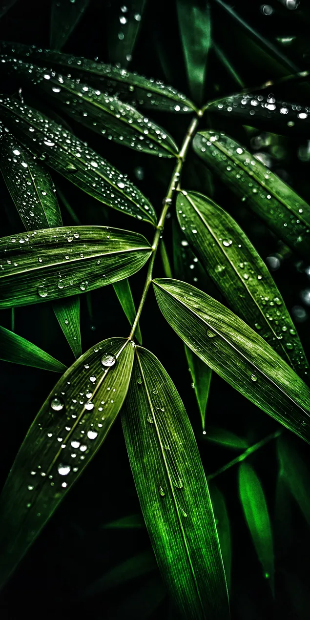 Close-up tetesan embun berkilauan di daun bambu hijau subur setelah hujan 2K wallpaper