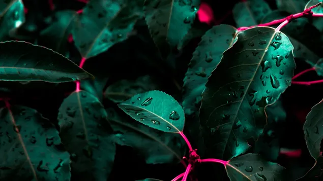 Close-up van groene bladpaarse stengelplanten met waterkorrel na regen 4K achtergrond