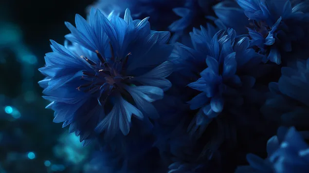 Krupni plan intenzivno plavih latica različka 2K pozadina