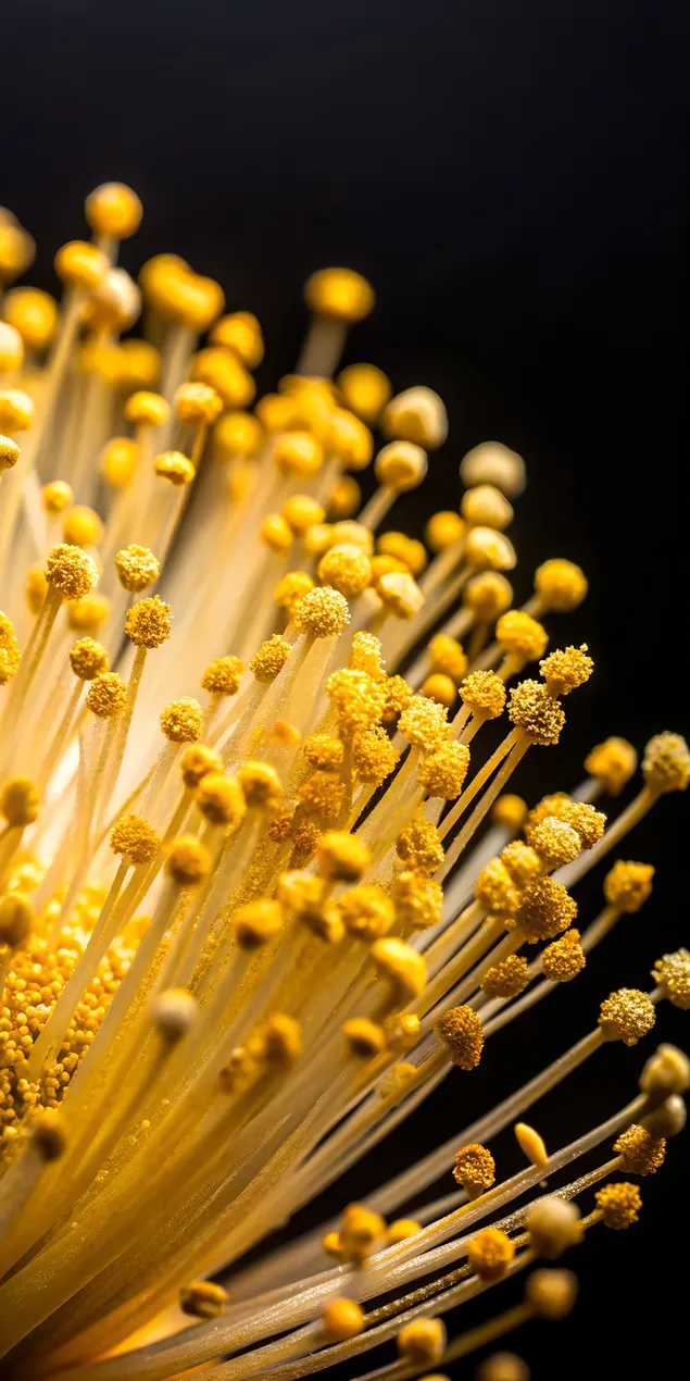 Primo piano di intricati stami di fiori dorati su sfondo nero 2K sfondo