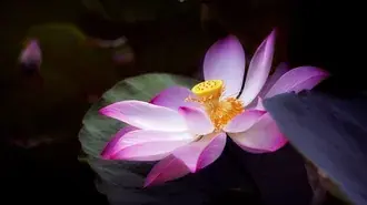분홍색과 흰색 연꽃의 클로즈업 HD 배경화면