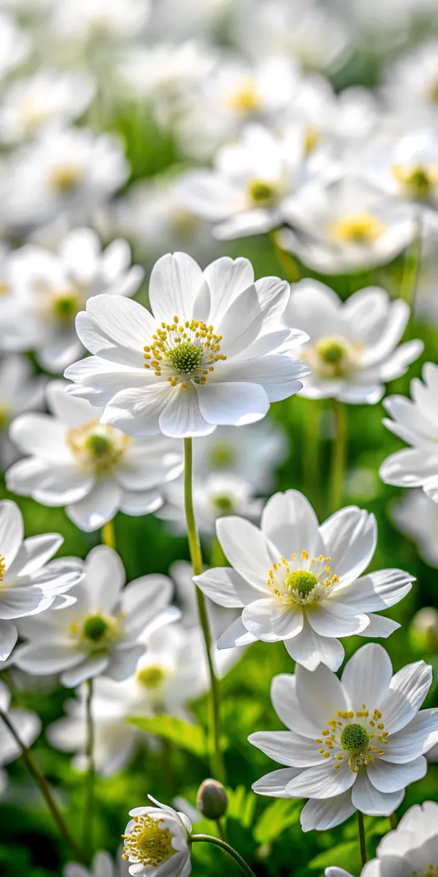 Páipéar balla Bláthanna Boga Bána Earraigh i Radharc Gairdín Galánta2K