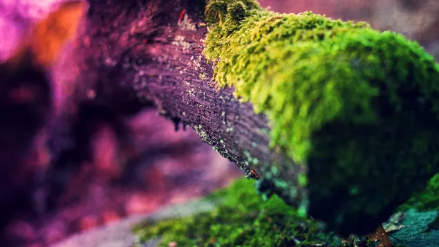 Close up of wood moss HD wallpaper