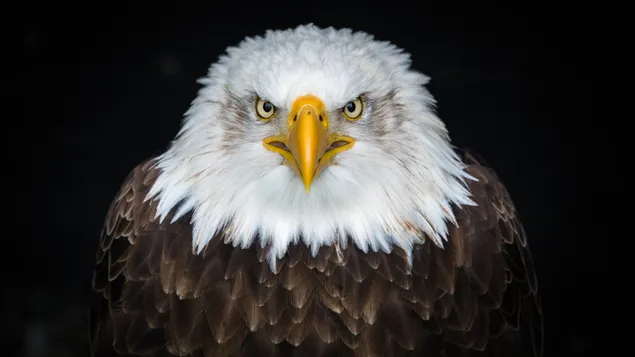 Foto de primer plano de águila sobre fondo negro con plumas marrones negras de ojos afilados